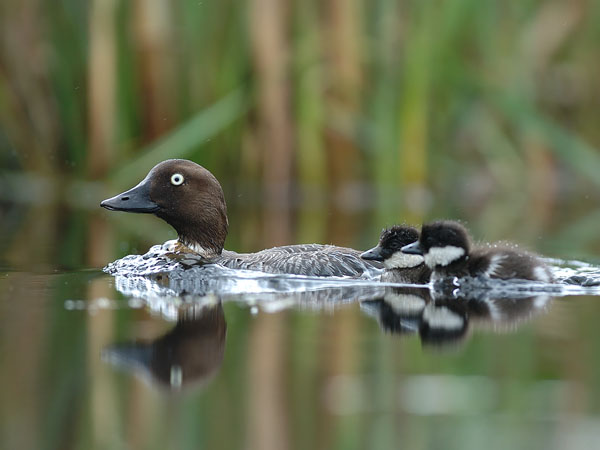 Telkkä, Common Goldeneye, Bucephala clangula
